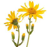 Arnica is one of the star ingredients in our Bruise Recovery Gel