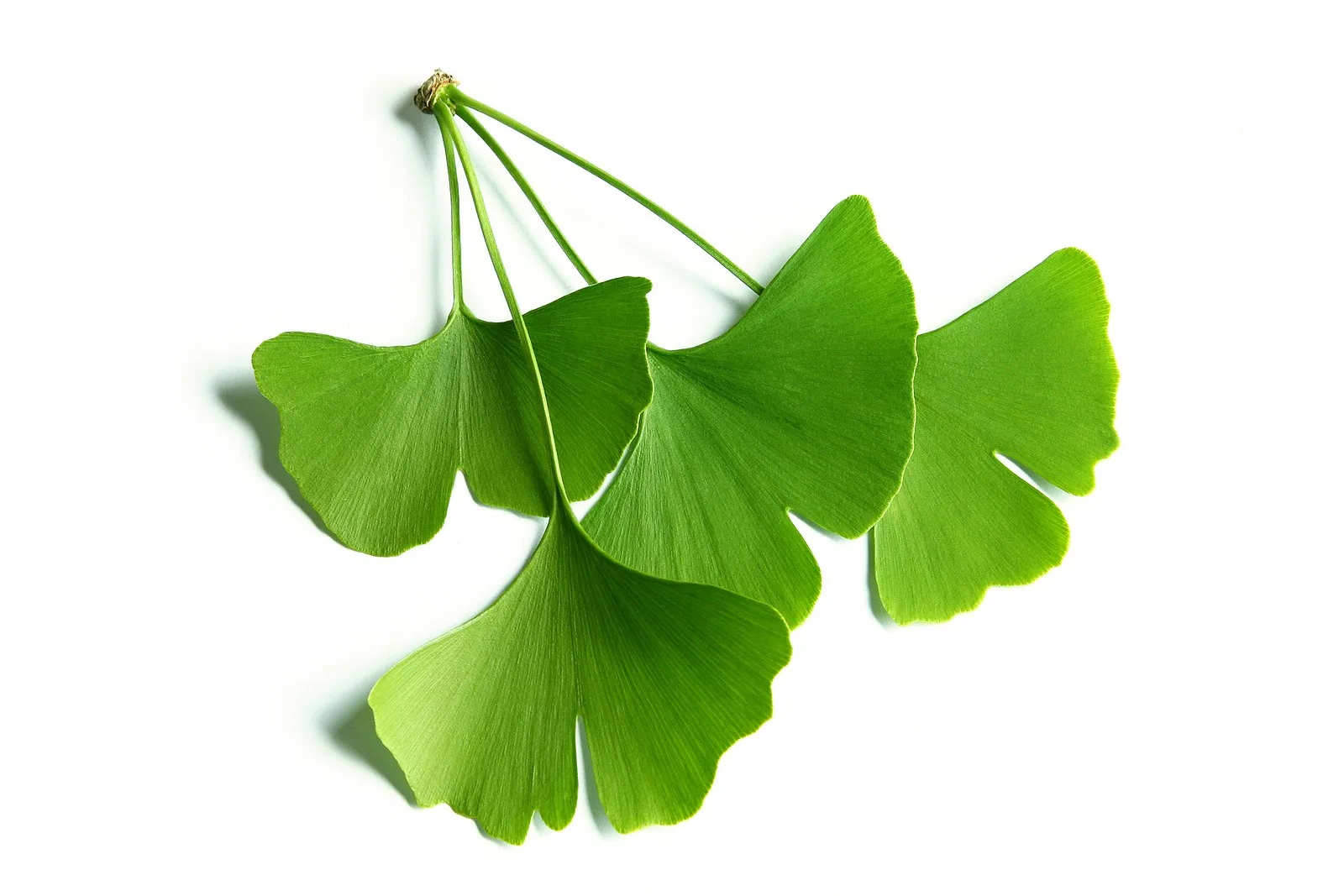 ginkgo biloba private label skin care