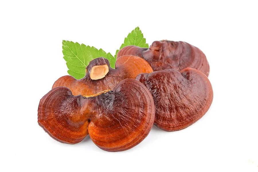 reishi mushroom