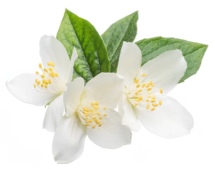 private label skin care corrective eye serum