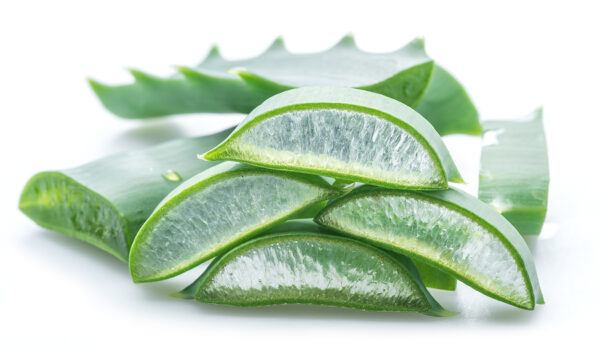 aloe vera fresh leaves private label skin care