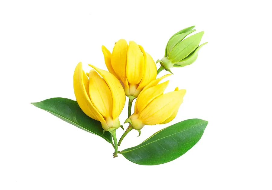 ylang ylang flower private label skin care