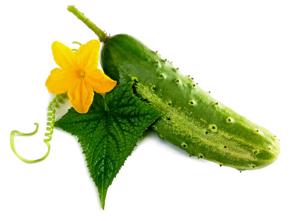 cucumber plant flower leaf private label