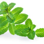 fresh mint leaf private label skin care