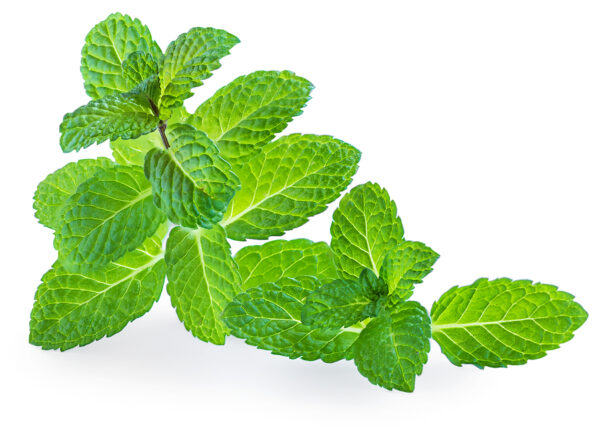 fresh mint leaf private label skin care