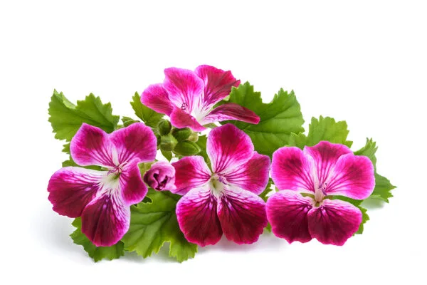 geranium flowers private label skin care