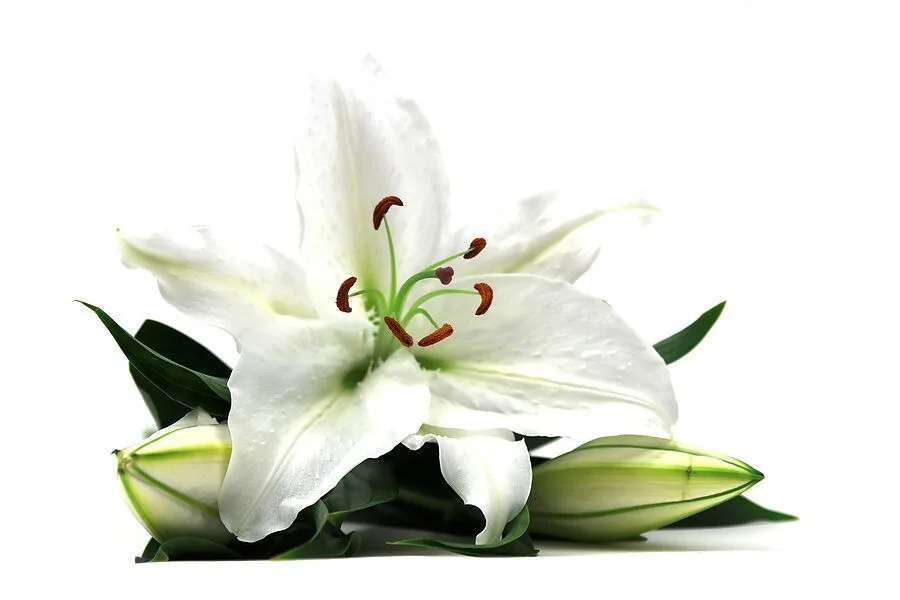 lilly private label skin care