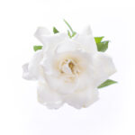 white gardenia private label skin care