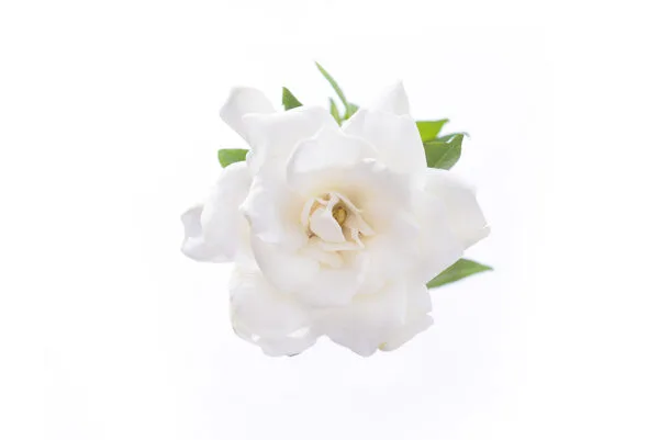 white gardenia private label skin care