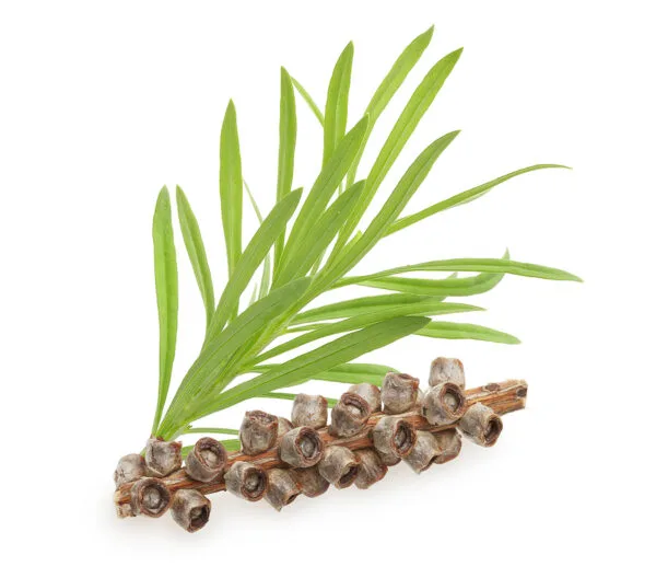 tea tree melaleuca twig private label skin care
