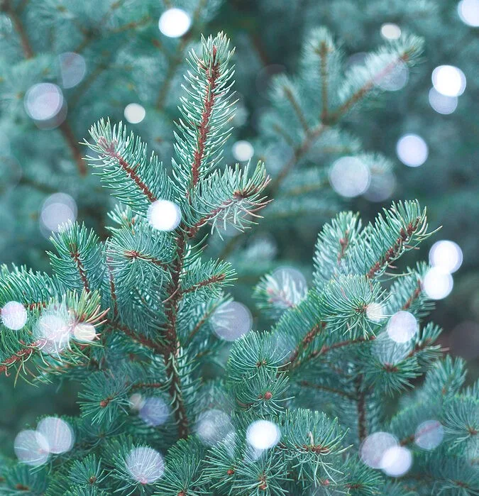 evergreen blue spruce private label skin care