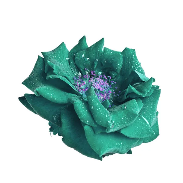 beautiful fresh turquoise rose private label skin care