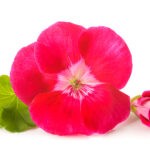 rose geranium private label skin care