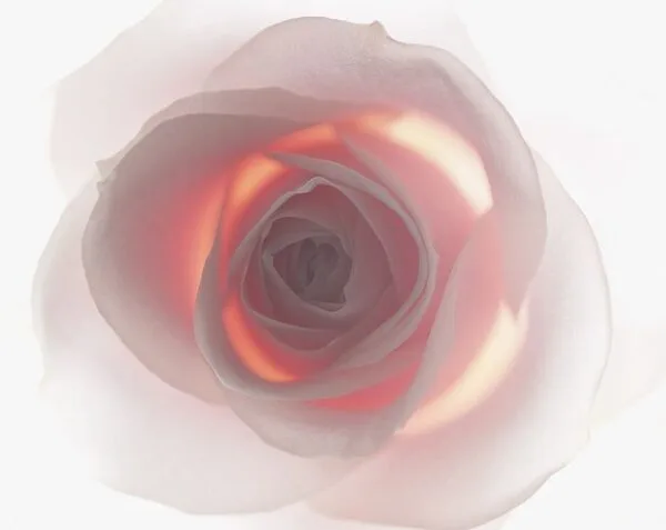 rose flower pink private label skin care