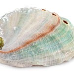 sea shell private label skin care