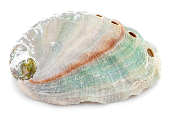 sea shell private label skin care