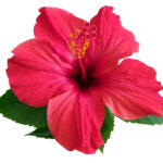 Red Hibiscus Flower Private Label Skin Care