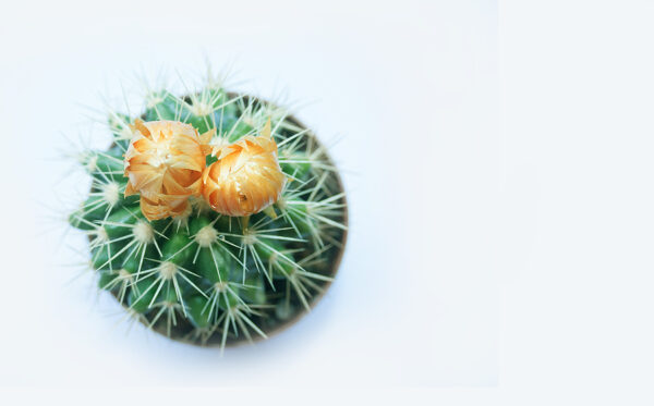 cactus with bakuchiol serum private label