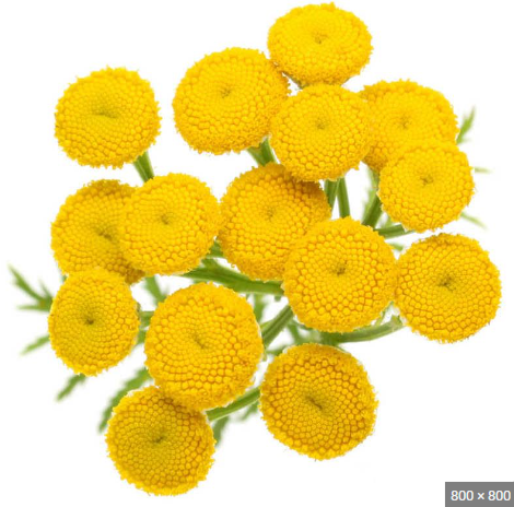 Blue tansy flower for private label skin care products