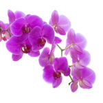 Pink Orchid Flowers private label skin care products