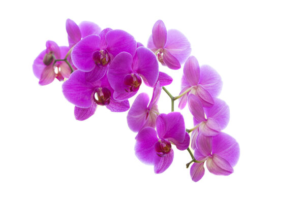 Pink Orchid Flowers private label skin care products