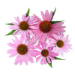 Echinacea flowers private label skin care