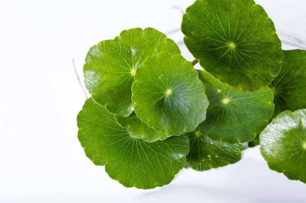 wellness focused skin care